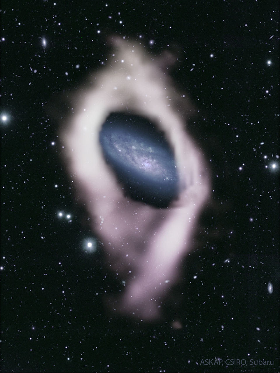 W centrum zdjęcia galaktyka z błękitnymi ramionami spiralnymi
widoczna jest pośród licznych gwiazd pierwszego planu. Ową
galaktykę otacza biała obwoluta, składająca się z wodoru.
Zobacz opis. Po kliknięciu obrazka załaduje się wersja o największej
dostępnej rozdzielczości.