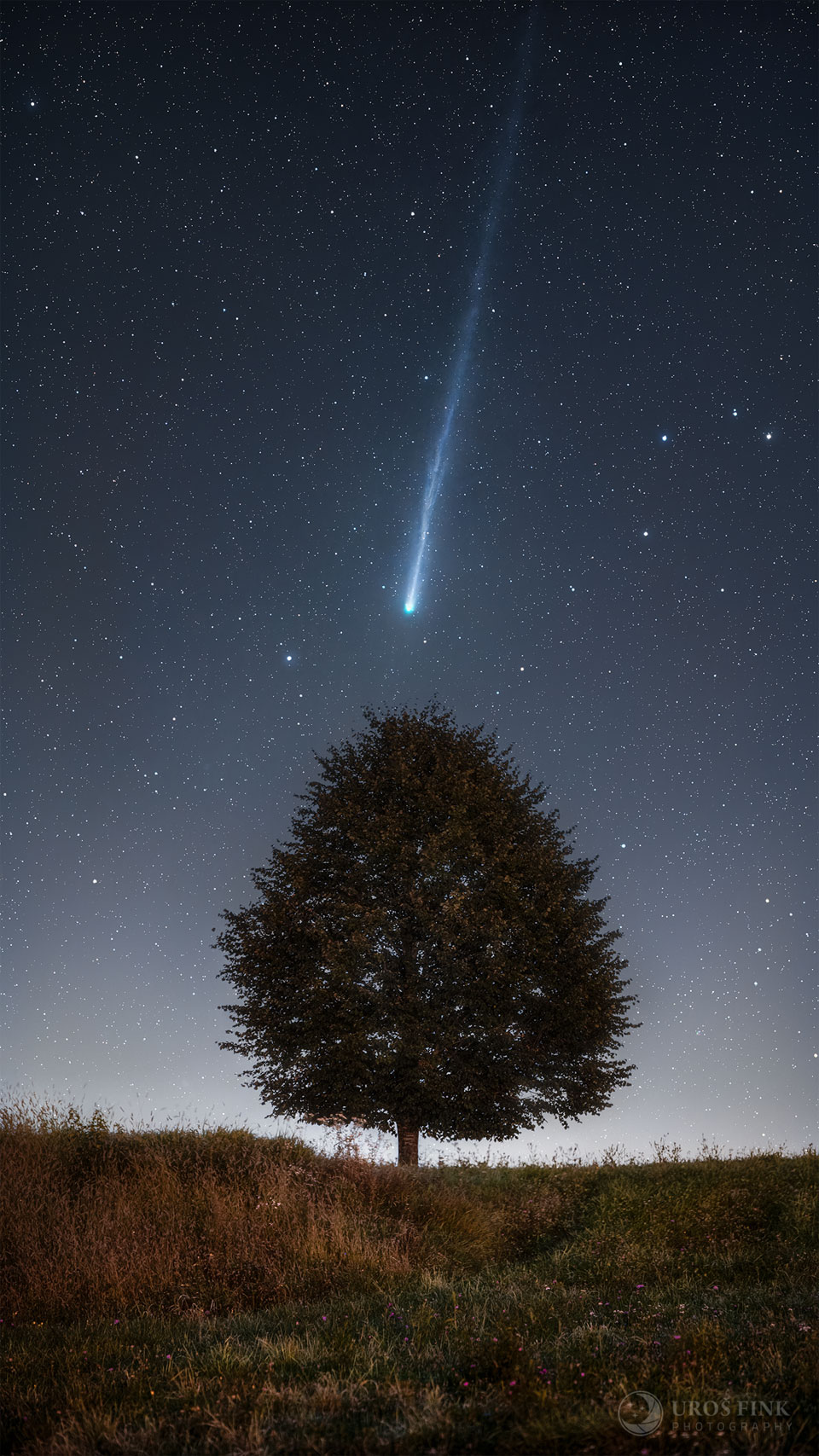 A tree is seen silhouetted against a night sky filled
with stars. Above the tree with its tail pointing nearly 
vertically is a comet: Comet Lemmon. 
Więcej szczegółowych informacji w opisie poniżej.