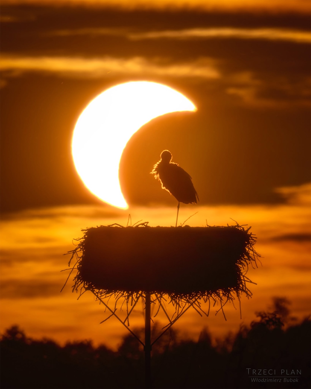 A sunset view of the solar eclipse,
	  framed behind a stork standing on one leg in her nest.
